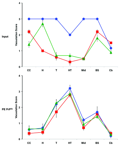 Figure 4. Regional neuropathology of infected mice.Citation25 Profiles of vacuolation scores of animals inoculated with either input prions or PE PrPSc prions (produced by sPMCA propagation with recPrP and PE substrate). Prion strains: OSU, red squares; ME7, blue circles; 301C, green triangles. Brain regions: I-II, cerebral cortical layers 1 and 2; III-IV, cortical layers 3 and 4; V-VI, cortical layers 5 and 6; CC, cerebral cortex (all layers); H, hippocampus; T, thalamus; HT, hypothalamus; Mid, midbrain; BS, brain stem; Cb, cerebellum. The mean values are shown ± SEM.