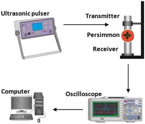 FIGURE 1 Diagram of the ultrasonic measuring system.