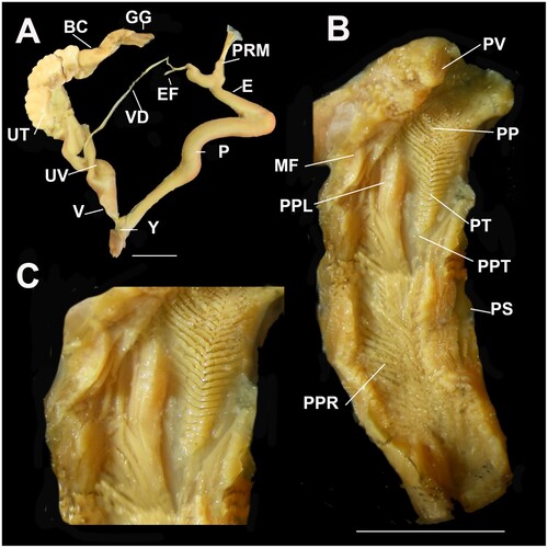 Figure 14. Genital details of Figuladra pallida (Hedley & Musson, Citation1892). A, Genitalia; B, Penis interior; C, Apical penial chamber showing crowded, small rectangular pustules arranged in a V-shaped pattern forming a weak medial ridge. A–C, QMMO71220, Polka Ck, Byfield, MEQ. Scale bars = 10 mm.