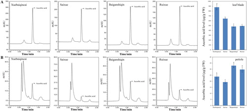 Figure 3. UPLC chromatogram of AsA and AsA levels in celery plants. (A) Leaf blades. (B) Petioles. Lowercase letters represent significant differences at p < 0.05.