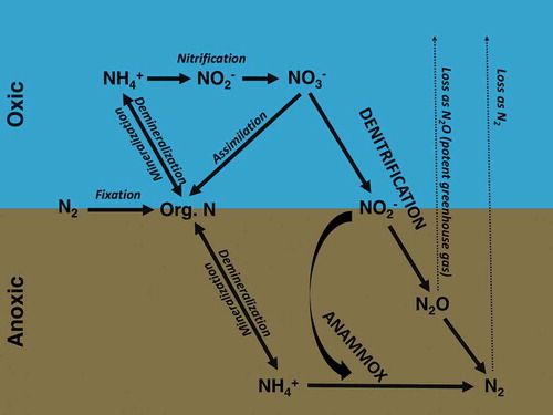 Figure 3. Simplified representation of nitrogen cycling processes in coastal ecosystems.