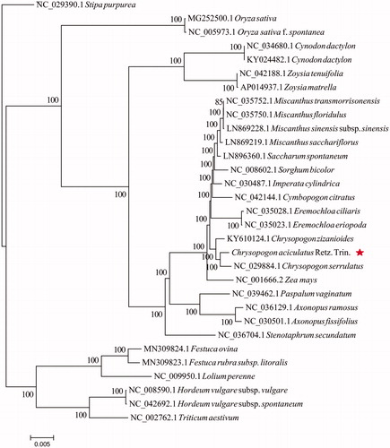 Figure 1. The maximum-likelihood (ML) tree based on the 30 representative chloroplast genomes of the Poaceae. Numbers near the nodes mean bootstrap support value.