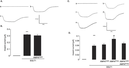 Figure 2.  The catalytically inactive mutant K45RAMPK did not stimulate SGLT1. (A) Representative original tracings showing glucose (10 mM)-induced current (Ig) in Xenopus oocytes injected with water alone (a) or expressing SGLT1 without (b) and with (c) inactive K45RAMPK. (B) Arithmetic means ± SEM (n = 10–15) of glucose (10 mM)-induced current (Ig) in Xenopus oocytes injected with water alone (1st bar) or expressing SGLT1 without (2nd bar) and with (3rd bar) inactive αK45RAMPK (αK45RAMPKα1+AMPKβ1+AMPKγ1). ***p < 0.001 indicates statistically significant difference from the absence of SGLT1. (C) Representative original tracings showing glucose (10 mM)-induced current (Ig) in Xenopus oocytes injected with water alone (a) or expressing SGLT1 without (b) and with (c) inactive αK45RAMPK or with constitutively-active γR70QAMPK (d) or with both, αK45RAMPK and γR70QAMPK (e). (D) Arithmetic means ± SEM (n = 9–15) of glucose (10 mM)-induced current (Ig) in Xenopus oocytes injected with water alone (1st bar) or expressing SGLT1 without (2nd bar) and with (3rd bar) inactive αK45RAMPK (αK45RAMPKα1 + AMPKβ1 + AMPKγ1) or with constitutively-active γR70QAMPK (4th bar; AMPKα1 + AMPKβ1 + γR70QAMPKγ1) or with both, αK45RAMPK and γR70QAMPK (5th bar). ***p < 0.001 indicates statistically significant difference from the absence of SGLT1. #p < 0.05 indicates statistically significant difference from the absence of γR70QAMPK.