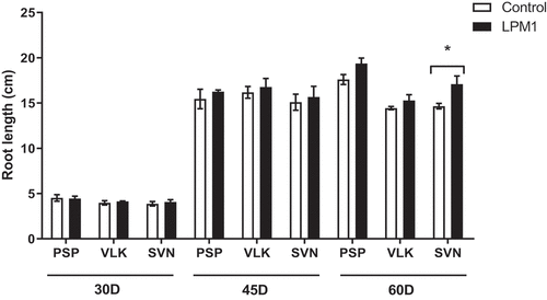 Figure 3. Root length of bell pepper varieties under shade house conditions. (PSP) Prosperity, (VLK) Valkiria, and (SVN) Sven at 30, 45, and 60 days after inoculation with Bacillus subtilis LPM1 (black bars) and uninoculated control (white bars). Level of significance: *, p ≤ 0.05; one-way ANOVA.