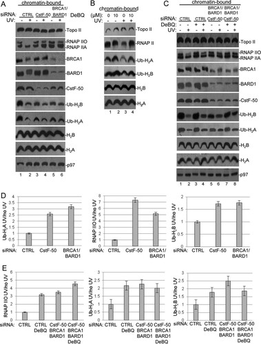 FIG 3 Knockdown of the BRCA1/BARD1/CstF-50/p97 complex induces changes in the localization of some of their substrates upon UV treatment in chromatin-bound fractions. (A) Chromatin-bound fractions were prepared from HeLa cells treated with control (CTRL), CstF-50, or BRCA1/BARD1 siRNA and analyzed by Western blotting with the indicated antibodies. The cells were also exposed to UV treatment (40 J m−2) and allowed to recover for 2 h. (B) Chromatin-bound fractions from HeLa cells treated with UV irradiation (40 J m−2) and the p97 inhibitor DBeQ (10 μM) during the 2-h recovery were analyzed by immunoblotting with the indicated antibodies. (C) Chromatin-bound fractions were prepared from cells treated with control and BRCA1/BARD1/CstF-50 siRNAs. The cells were also exposed to UV (40 J m−2) and DBeQ (10 μM) treatment during the 2-h recovery. Samples were analyzed by Western blotting with the indicated antibodies. (A to C) Representative Western blots from three independent assays are shown. (D and E) Quantification of the blots shown in panels A and C, respectively. Error bars represent the standard deviations derived from three independent experiments.