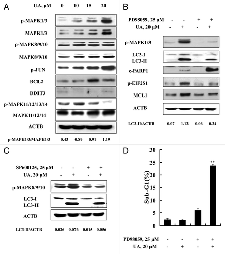 Figure 7. Activation of MAPK1/3 contributed to UA-induced autophagy. (A) Effects of UA treatment on MAPKs. The cells were treated with various concentrations of UA for 24 h. The total and phosphorylation of MAPK1/3, MAPK8/9/10, MAPK11/12/13/14, the expression of BCL2 and DDIT3 were analyzed by western blotting. (B) Effects of MAPK1/3 inhibitor on UA-induced changes of key parameters of autophagy, ER stress and apoptosis. The cells were treated with 20 μM UA in the presence or absence of PD98059 for 24 h, phosphorylation of MAPK1/3, LC3-I to LC3-II conversion, EIF2S1 phosphorylation, MCL1 and PARP1 cleavage were analyzed by western blotting. (C) Effects of MAPK8/9/10 inhibitor on UA-induced LC3-I to LC3-II conversion. The cells were treated with 20 μM UA in the presence or absence of SP600125 for 24 h, LC3 was analyzed by western blotting. (D) Effects of MAPK1/3 inhibition by its inhibitor on UA-induced apoptosis. The cells were treated with 20 μM UA in the presence or absence of PD98059 for 24 h, then apoptosis was assessed by sub-G1 analysis (n = 3, **p < 0.01). (The blots shown are representative of three independent experiments).