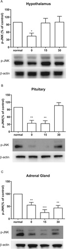 Figure 3. Effect of acute CWSS on JNK protein expression in the HPA axis. The protein p-JNK expression in the hypothalamus (A), in the pituitary (B), and the adrenal gland (C) were analyzed by Western blot. β-Actin (1:1000 dilution) was used as an internal loading control. Signals were quantified with the use of laser scanning densitometry and expressed as a percentage of the control. Values are mean ± SEM. The number of animals in each group was 6. *p < 0.05, **p < 0.01, ***p < 0.001