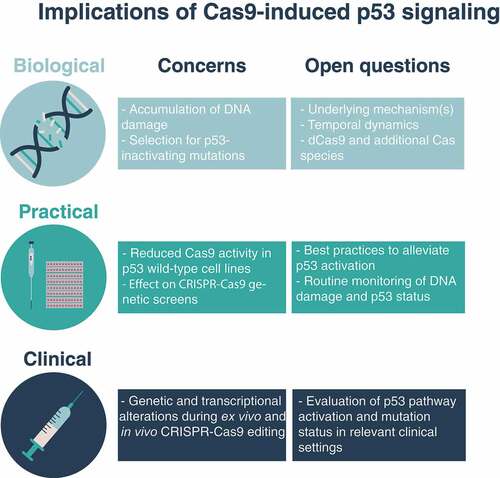 Figure 1. Implications of Cas9-induced p53 signaling. A summary of the biological, practical and clinical concerns associated with CRISPR associated protein 9 (Cas9)-induced tumor protein TP53 (p53) signaling. These concerns raise open questions that need to be tackled: from a basic science perspective, it will be important to understand the mechanisms that lead to nonspecific DNA cutting and to p53 signaling; from a routine lab work perspective, it will be helpful to determine best practices to monitor and alleviate Cas9-induced signaling; from a therapeutics perspective, it will be important to evaluate this issue in clinically-relevant settings. dCas9, catalytically-dead Cas9.