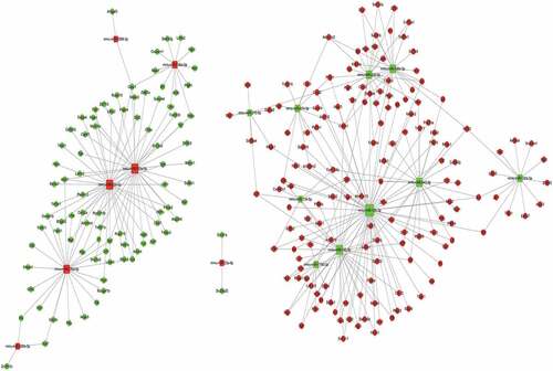 Figure 4. An interaction network of the miRNAs and their targets in liver sinusoidal endothelial cells (LSECs) cultured under hypoxia for 24 h