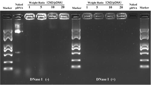 Figure 3 Gel retardation assay to evaluate the pDNA binding efficiency and DNase I protection ability of CND/pDNA complexes at various weight ratios. Naked pDNA was used as a control.