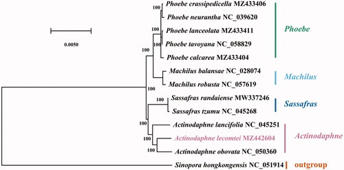 Figure 1. The maximum-likelihood tree states the phylogenetic position in Lauraceae of Actinodaphne lecomtei, with the number on each node denoting the bootstrap support value. The species is followed by the chloroplast genome accession number that was used by GenBank.