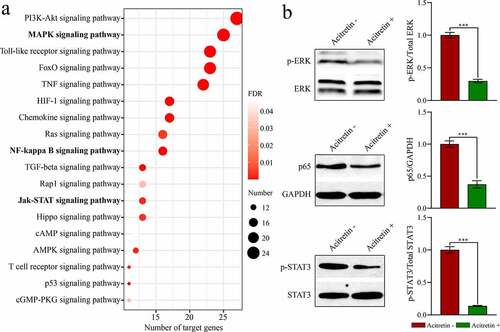 Figure 5. Acitretin has a therapeutic role by down-regulating the expression of miRNAs and inhibiting miRNA-mediated signaling pathways. a. KEGG analysis results of the target genes of the candidate miRNA. b. Western blot results validate the expression of p-STAT, p-ERK and p65 in HaCaT cells treated with acitretin in vitro.