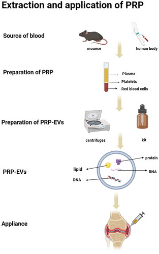 Figure 1. Extraction, identification and application of PRP-derived extracellular vesicles (PRP-EVs).