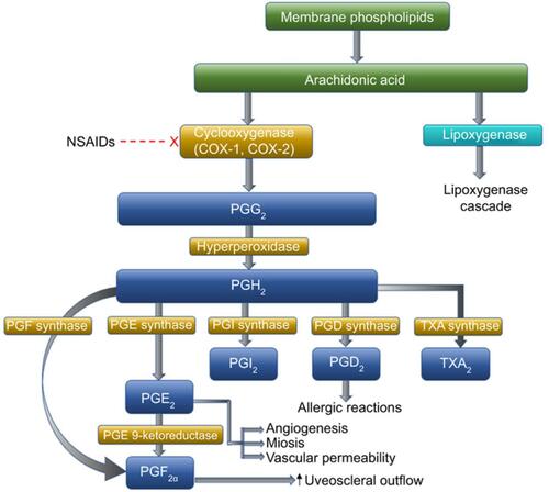 Figure 1 Cyclooxygenase pathway of prostaglandin production from membrane bound arachidonic acid and site of action of NSAIDs.Adapted from Adv Ther, Voolume 27/ Edition 10, Schechter BA, Trattler W, Efficacy and safety of bromfenac for the treatment of corneal ulcer pain, 756–761, Copyright (2010), with permission from Adis, part of Springer Science+Business Media.Citation1