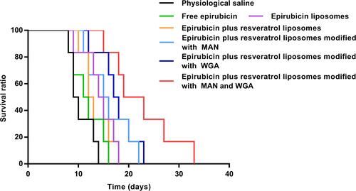 Figure 14 Kaplan–Meier survival curves of C6 glioma-bearing rats (n=6 for each group) treated with epirubicin formulations at days 8, 10, and 12 (one week treatment) after inoculation (each dosing 5 mg/kg epirubicin).