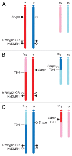 Figure 2 Model systems for allele-specific CpG methylation analysis. Maternally and paternally inherited alleles of Chr7 (red and blue) and Chr15 (pink and light blue) are shown. At least three known germ line DMRs can be investigated on Chr7. The Snrpn DMR and the KvDMR1 are methylated in the maternal allele and unmethylated in the paternal allele whereas the H19/Igf2 ICR is methylated in the paternal allele. (A) Normal embryos inherit one set of chromosomes from each parent. SNPs can be used to distinguish the parental alleles in 129 X JF1 or JF1 X 129 reciprocal mouse crosses (mother is written first). (B and C) Uniparental duplication of distal chromosome 7, telomeric to the T9H translocation breakpoint, allows the analysis of allele-specific methylation at the H19/Igf2 ICR and at the KvDMR1. The Snrpn DMR can be used as a control, because it is not in the duplicated region. (B) In MatDup. dist7 MEFs two copies of the distal Chr7 segment, are inherited from the mother. (C) In PatDup.dist7 MEFs two copies of distal Chr7 are inherited from the father.