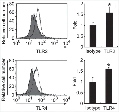 Figure 5. Surface expression of TLR2 and TLR4 on HMC-1 cells. The surface expression of TLR2 or TLR4 on HMC-1 cells was determined by flow cytometry using anti-TLR2, anti-TLR4, or mouse IgG2a isotype control antibodies. Data in the left panel show the representative histograms. Filled histograms represent isotype control and open histograms represent TLR expression. Data in the right panel show the fold differences of mean fluorescent intensity (MFI) with respect to that of the isotype control and are represented as the mean ± SD of 3 independent experiments. *P < 0.05 as compared with the isotype control.