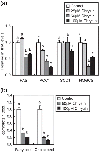 Figure 2. Chrysin reduces SREBP target gene expression and de novo synthesis of fatty acids and cholesterol.Huh-7 cells were depleted of sterols through a 16 h incubation in medium C. (a) The cells were then switched to medium C in the presence of either vehicle or the indicated chrysin concentrations. After a 24 h incubation, total RNA was isolated from the cells. Quantitative real-time PCR was performed, and the relative mRNA levels were obtained by normalization to GAPDH. (b) The cells were then switched to medium C in the presence of vehicle, 50 μM chrysin, or 100 μM chrysin. After an 18 h incubation, the cells were treated with 1.6 μCi/mL [Citation14C]acetate and cultured for an additional 6 h. Fatty acids and cholesterol were extracted, and the rates of synthesis were determined. All data are presented as means ± SE (n = 3). Different superscript letters indicate statistical significance (p < 0.05).