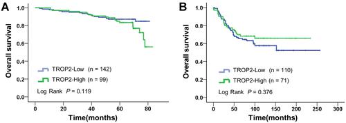 Figure 2 Survival analysis based on TROP2 expression in BC tissues by Kaplan–Meier method and Log rank test. (A) Survival analysis in 241 BC patients collected from Shanghai General Hospital, China. (B) Survival analysis in 181 BC patients from Tang_2018 and Liu_2014 online protein databases (Kaplan–Meier Plotter).