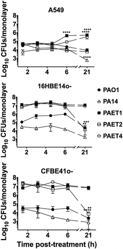 Figure 2. Differential pattern of intracellular persistence among the Pseudomonas strains depending on the lung epithelial cell type. The figure shows the log10 CFUs/monolayers of PAO1, PA14, PAET1, PAET2, and PAET4 after 1.5, 3, 4.5, 6 and 21 h incubation with gentamicin 200 µg/mL after 3 h of infection at a MOI = 1. The standard error of the mean from representative triplicate experiments is indicated with the error bars. Significant differences between the CFUs counted per monolayer between time points for each strain and cell line are indicated with asterisks (*p < 0.05; ** p < 0.01; *** p < 0.001; **** p < 0.0001).