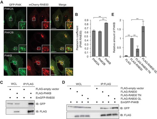 Figure 5. PI4KB colocalizes and interacts with RAB30. (a and b) HeLa cells expressing mCherry-RAB30 and EmGFP-PI4K (PI4K2A, PI4K2B, or PI4KB). Representative confocal images (a) and Pearson’s coefficient quantified for RAB30-PI4K colocalization (b). Bars: 10 μm. (c) HEK293T cells transfected with plasmids encoding EmGFP-RAB30 and FLAG-empty vector or FLAG-PI4KB were subjected to immunoprecipitations (IP) with an anti-FLAG antibody. The immunoprecipitated proteins and whole cell lysates (WCL) were analyzed by immunoblotting with anti-FLAG and anti-GFP antibodies. (d) HEK293T cells transfected with EmGFP-PI4KB and FLAG-empty vector, FLAG-RAB30, FLAG-RAB30 TN, or FLAG-RAB30 QL were subjected to immunoprecipitations with an anti-FLAG antibody. The immunoprecipitated proteins and whole cell lysates were analyzed by immunoblotting with anti-FLAG and anti-GFP antibodies. (e) The graph indicates a quantification of the amount of PI4KB in immunoprecipitation samples in (d). Data in (b) and (e) are the mean ± SD of 3 independent experiments.