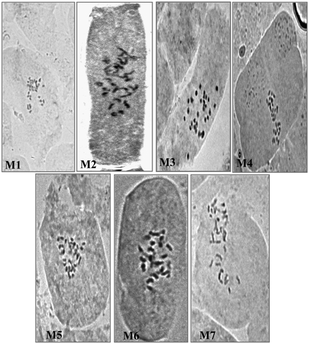 Figure 2. Representative photomicrographes of well-spread mitotic metaphase indicating number of chromosomes in the seven morphotypes of L. stolonifera (M1–M7). M1–M3 are 2n=32. M4–M7 are 2n=24.