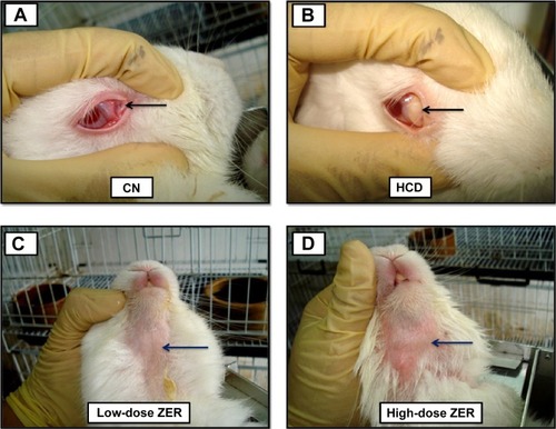 Figure 2 Photographs demonstrating clinical observations throughout the two experiments.