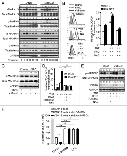 Figure 6. Inhibition of autophagy increases PTGS2 expression through activation of the ROS-MAPK1/3 pathway. (A) shNC-MSCs and shBecn1-MSCs were treated with or without TNF (20 ng/ml) plus IFNG (50 ng/ml). Cells were harvested and analyzed by immunoblot at the indicated time points. (B) shNC-MSCs and shBecn1-MSCs were treated with or without TNF (20 ng/ml) plus IFNG (50 ng/ml) for 6 h, then incubated with CM-H2DCFDA (2.5 μM) for 30 min, and analyzed by flow cytometry. Relative CM-H2DCFDA fluorescence was normalized to control. The graph (mean ± SEM) shows relative CM-H2DCFDA fluorescence from 3 independent experiments. (C) Immunoblot analysis of MAPK1/3 phosphorylation in shNC-MSCs and shBecn1-MSCs treated with or without NAC for 4 h. (D and E) shNC-MSCs and shBecn1-MSCs were treated with MAPK1/3 inhibitor PD98059 (20 μM) or ROS inhibitor NAC (10 mM) for 30 min prior to TNF plus IFNG treatment. (D) After TNF (20 ng/ml) plus IFNG (50 ng/ml) treatment for 4 h, Ptgs2 expression was measured by quantitative real-time PCR. Data are shown as mean ± SEM of 3 independent experiments. (E) After TNF (20 ng/ml) plus IFNG (50 ng/ml) treatment for 6 h, cells were analyzed by immunoblots. (F) shNC-MSCs and shBecn1-MSCs were pretreated with MAPK1/3 inhibitor PD98059 (20 μM) or ROS inhibitor NAC (10 mM) for 4 h prior to coculture with CD4+ T cells at the ratio of 1:20. Data are shown as mean ± SEM of 5 independent experiments. Data are representative of 3 independent experiments (A, C, and E). *P < 0.05, **P < 0.01.