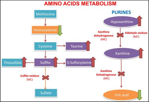 Figure 2 Metabolic pathway with enzymes dependent on the molybdenum cofactor. Left, the sulfur-containing amino acid metabolism, with the accumulation of sulfite and s-sulfocysteine due to sulfite oxidase deficiency (dependent molybdenum cofactor enzyme). On the right, the purine metabolism with accumulation of hypoxanthine and xanthine in blood, as well as the decrease of uric acid levels in the blood.