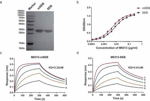 Figure 1. Binding activity of M0313 to SEB. (a) Combination of M0313 with linear epitope of SEB and mSEB detected by western blotting. (b) Binding activities of M0313 determined by ELISA. The absorbance of different concentrations of M0313 (0.000125 to 0.25 μg/mL) at 450 nm was shown. Kinetic analysis of the binding of M0313 to mSEB (c) and SEB (d) measured by BLI with a 300-s association step followed by a 300-s dissociation step. The Numbers 1 to 5 represent 50, 25, 12.5, 6.25, and 3.12 nM SEB were analyzed for binding to immobilized M0313, respectively.