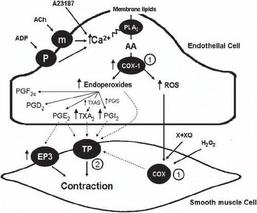Figure 5. Endothelium-derived contracting factors (EDCF). Endothelium-dependent contraction is likely to be comprised of two components: generation of prostanoids and ROS. Each component depends on the activity of endothelial COX-1 and the stimulation of the TP receptors located on the smooth muscle to evoke contraction. In the SHR aorta, there is an increased expression of COX-1 and EP3 receptors, increased release of calcium, ROS, endoperoxides, and other prostanoids, which facilitates the greater occurrence of endothelium-dependent contraction in the hypertensive rat. The necessary increase in intracellular calcium can be triggered by receptor-dependent agonists, such as acetylcholine or ADP, or mimicked with calcium-increasing agents, such as the calcium ionophore A23187. The abnormal increase in intracellular ROS can be mimicked by the exogenous addition of H2O2 or the generation of extracellular ROS by incubation of xanthine with xanthine oxidase. The circled numbers indicate potential sites of therapeutic intervention: 1) inhibition of cyclo-oxygenases; and 2) antagonists of TP receptors. (AA = arachidonic acid; ACh = acetylcholine; ADP = adenosine diphosphate; H2O2 = hydrogen peroxide; m = muscarinic receptors; P2Y = purinergic receptor isoform 2Y; PGS, prostaglandin synthases; PGD2 = prostaglandin D2; PGE2 = prostaglandin E2; EP3, prostaglandin E2 receptor subtype 3; PGF2α = prostaglandin F2α; PGI2 = prostacyclin; PGIS = prostacyclin synthase; PLA2 = phospholipase A2; ROS = reactive oxygen species; TXA2 = thromboxane A2; TXAS = thromboxane synthase; X + XO = xanthine plus xanthine oxidase) (from Tang and Vanhoutte, 2009, with permission). (Reference 239)