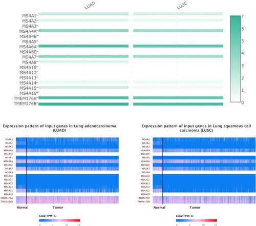 Figure 4. The expression matrix plot of MS4A family genes in lung cancer. MS4A6A, TMEM176A, and TMEM176B had the highest relative expression among all MS4A families.