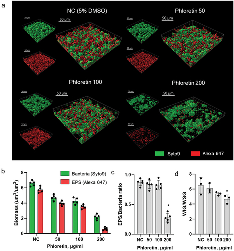 Figure 4. Biofilm structure and composition affected by phloretin. (a) representative images of the double-labelled 24-h biofilms. Bacterial cells are shown in green and EPS in red. Three-dimensional reconstructions were performed with Imaris 9.0.0. (b) bacterial and EPS biomasses as calculated by Imaris. (c) EPS/bacteria biomass ratio as calculated by Imaris. (d) phloretin effect on biofilm-associated water-soluble and water insoluble glucan ratio, as measured by anthrone method. In all panels, bars represent the mean of five values calculated for arbitrary selected positions per sample. Error bars show standard deviation. NC, negative control (bacteria treated with 5% DMSO).