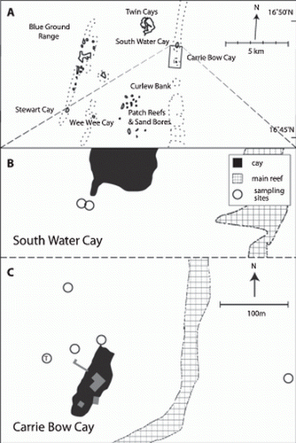 Figure 1.  A. Map of the southern part of the Belize Barrier Reef. B and C. Sample locations in the vicinity of Carrie Bow Cay where Paracatenula galateia sp. nov. was found. T, type location.