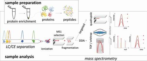 Figure 2. Representation of common MS-based proteomics approaches, i.e. targeted proteomics or data-dependent proteomics. In both bottom-up strategies, peptide detection is applied for protein identification or quantification. Generally, proteins are enriched, mainly by precipitation, and further denatured, reduced, alkylated, and digested chemically or enzymatically into peptides. After separating the peptides by liquid chromatography (LC) or capillary electrophoresis (CE), the ionization process converts the peptides into gas-phase ions, which enables the mass spectrometer to separate the ionized peptides based on their m/z ratios. Targeted proteomics (SRM/MRM/PRM) allows absolute quantification of selected proteins if stable isotope standards are included in the analysis. In classical label? free data-dependent acquisition (DDA) proteomics or ‘shotgun’ proteomics, peptide ions are specifically selected for fragmentation based on their detection intensity in precursor ion scans collecting MS/MS spectra for as many peptides as possible, which are identified against a proteomics database.