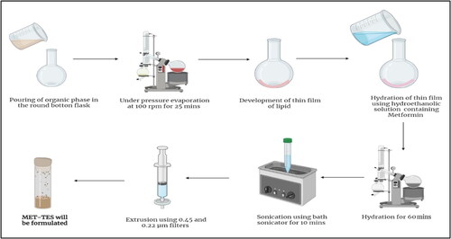Figure 1. Thin-film hydration method for the fabrication of MTF-TES.