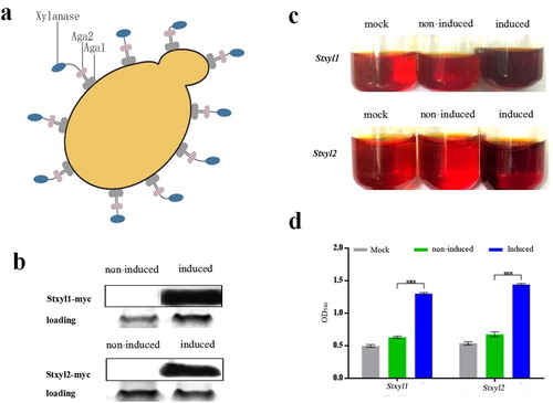 Figure 3. Yeast surface displaying of recombinant Stxyl1 and Stxyl2. (a) Pattern of yeast surface display system. The protein of interest (xylanase) can be displayed on the yeast cell surface by fusion of its N-terminal end to the C-terminus of Aga2p. (b) Western blot analysis of the expression levels of two xylanases, Stxyl1 and Stxyl2. (c) Qualitative detection of the activity of two xylanases obtained from yeast surface display of recombinant Stxyl1 and Stxyl2 with the method of DNS. (d) Quantitative measurement of the activity of two xylanases obtained from yeast surface display of Stxyl1 and Stxyl2 based on the optical density at 540 nm (OD540) of the reaction solution. Data are expressed as means with standard errors from three independent experiments. (***) P < 0.001.
