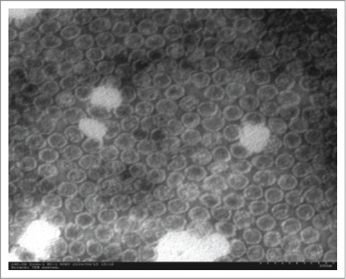 Figure 1. TEM image of Enterovirus 71 (EV71) virus-like particles. The morphology of purified VLPs via affinity chromatography was characterized by negative staining under TEM. Scale bar = 100 nm.