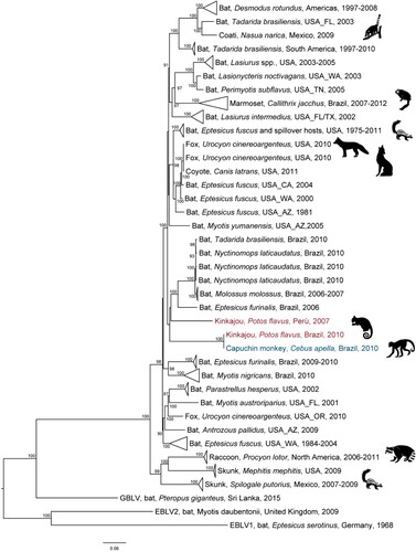 Figure 1. Legend. Maximum-likelihood phylogenetic tree of 92 complete genomes of bat associated rabies variants circulating in the Americas. For each variant, the following information is provided: common and scientific names of the host, country and year(s) of detection. The animal icon at the right of the branch indicates bat to terrestrial spills-over and eventual host-species jump. The rabies variants found in kinkajou (P. flavus) and capuchin monkey (C. apella) are indicated in red and blue, respectively.