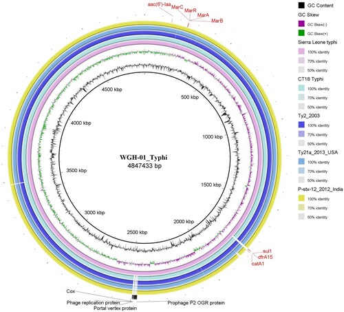 Figure 3. Comparison of the genome sequence of the WGH-01_Typhi isolate obtained in Sierra Leone with other S. Typhi complete genome sequences.