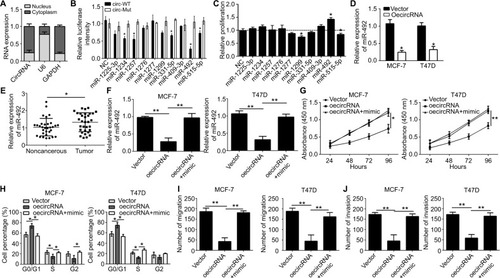 Figure 3 hsa_circ_0072309 was a sponge of miR-492 to regulate breast cancer progression.Notes: (A) The levels of hsa_circ_0072309 were assessed by qRT-PCR in nuclear and cytoplasmic fractions. U6: nuclear control transcript; GAPDH: cytoplasmic control transcript. (B) Luciferase assays of MCF-7 cells co-transfected with indicated miRNAs and luciferase reporter containing hsa_circ_0072309-wild-type (WT) or mutant (Mut) construct. (C) CCK-8 assay was performed using MCF-7 cells. (D) Overexpression of hsa_circ_0072309 inhibited miR-492 expression in MCF-7 and T47D cells by qRT-PCR analysis. (E) MiR-492 expression was upregulated in breast cancer tissues compared to adjacent noncancerous tissues. (F) MiR-492 expression in MCF-7 and T47D cells transfected with oehsa_circ_0072309 and/or miR-492 mimic. (G) CCK-8 assay was performed to measure cell proliferation. (H) Cell cycle was determined by FACS analysis. (I, J) Transwell migration/invasion assays were utilized to test cell migration and invasion. *P<0.05 and **P<0.01 vs control group. Every result was from three independent experiments.Abbreviation: CCK-8, Cell Counting Kit-8.
