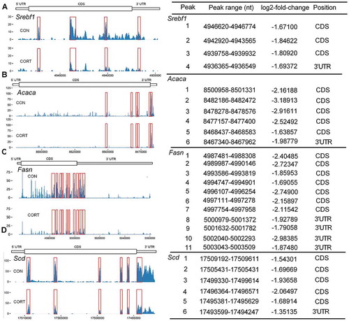 Figure 3. Effect of CORT injection on lipogenic genes mRNA m6A levels. Peak calling and differential analysis, peaks were considered if their MACS-assigned FDR value was less than 0.05 with absolute value of log2-fold-change > 1. Schematic diagram showing the mRNA sequences of chicken SREBF1, ACACA, FASN and SCD genes. The y-coordinate represents the absolute number of m6A sites, which was not normalized with the mRNA abundance. The x-coordinate represents the mRNA region of each peaks. The bars under each gene plot represent the location of each peak according to genomic DNA sequence. The value of log2-fold-change, and the position of the peaks on mRNAs are shown on the right side of each panel. The red boxes indicate significantly different m6A peaks on Srebf1, Acaca, Fasn and Scd mRNA. (A-D) Absolute number of m6A sites on Srebf1, Acaca, Fasn and Scd mRNA in CON and CORT groups (n = 3).