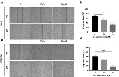 Figure 10. (e)-SIS3 inhibits the migration of gastric cancer cells