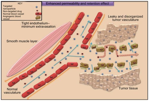 Figure 1 The enhanced permeability and retention effect operating in tumor milieu permitting accumulation of nanometer-sized particles in cancer cells. Blood vessels in tumor tissue have defective architecture with gaps as large as 200–1000 nm allowing nanoparticles to extravasate and accumulate inside the tumor tissue. The retention time of drugs packed in nanoparticles is ten times higher than that of unpacked drugs, which eventually return to the vascular system. This phenomenon of permeability of molecules due to their size is a boon to cancer therapy and is known as the enhanced permeability and retention effect.