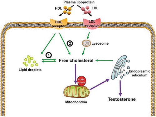 Figure 2. The process of testosterone biosynthesis in the Leydig cell. The substrate for testosterone biosynthesis is free cholesterol, which derives from three main sources: (1) de novo synthesis from acetate in the endoplasmic reticulum; (2) hydrolysis of cytoplasmic stored CE (cholesteryl esters), such as LDs (lipid droplets); (3) internalization of plasma circulating lipoprotein, such as LDL (low-density lipoproteins) and HDL (high-density lipoproteins) by respective receptors on the membrane. The LDL-receptor complex is endocytosed into the cell and dissociated by the enzymes of the lysosomes, then the receptor recycles back. In contrast with the low-capacity of the LDL pathway, the bulk uptake of plasma lipoprotein is through the HDL pathway. The CE of the HDL may be stored in the LDs or directly used for testosterone production. Subsequently the cholesterol is transported to the inner mitochondria membrane by specific protein like the StAR (steroidogenic acute regulatory) protein, followed with the catalysis by CYP11A1 (cholesterol side chain cleavage enzyme) to convert into pregnenolone. Finally, the conversion of pregnenolone into testosterone is accomplished in the smooth endoplasmic reticulum.Recent studies revealed that autophagy participates in the hydrolysis of intracellular LDs (①) and facilitation of cholesterol uptake by degrading a negative regulator of HDL receptor (②).