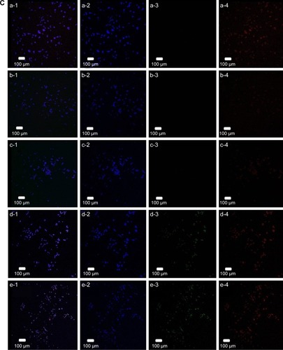 Figure 3 Fluorescent images of staining against p-p38 (A), p-JNK (B), and p-ERK5 (C) in SK-N-MC cells after induction with 10 µM of fibrillar Aβ for 24 h.Notes: (A) (a) Control, (b) Aβ, (c) Aβ + CRM, (d) Aβ + CRM-LIP, and (e) Aβ + CRM-CL/LIP; (B) (a) control, (b) Aβ, (c) Aβ + CRM, (d) Aβ + CRM-LIP, and (e) Aβ + CRM-CL/LIP; and (C) (a) control, (b) Aβ, (c) Aβ + NGF, (d) Aβ + NGF-LIP, and (e) Aβ + NGF-CL/LIP; (1) merged image, (2) blue channel for nuclei, (3) green channel for LIP carriers, and (4) red channel for p-JNK, p-p38, or p-ERK5.Abbreviations: p-p38, phosphorylated p38; JNK, c-Jun N-terminal kinase; p-ERK5, phosphorylated extracellular signal-regulated kinase 5; Aβ, β-amyloid peptide; CRM, curcumin; CRM-LIP, liposomes loaded with CRM; CRM-CL/LIP, cardiolipin-conjugated liposomes loaded with CRM; NGF, nerve growth factor; NGF-LIP, liposomes loaded with NGF; NGF-CL/LIP, cardiolipin-conjugated liposomes loaded with NGF; p-JNK, phosphorylated JNK.