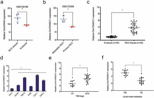 Figure 2. Relative expression of circTXNDC11 in RCC