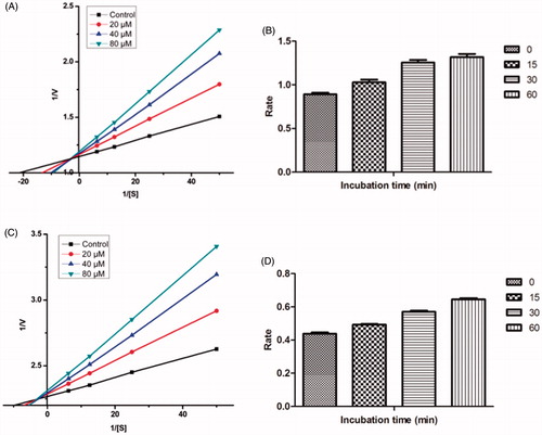 Figure 7. (A) Kinetics of rat brain AChE inhibition by compound 21. Lineweaver–Burk plot of the rat brain AChE catalysed oxidation of ACTI in the absence (control) and presence of various concentrations of compound 21 (20, 40, and 80 µM). (B) Time-dependant inhibition of AChE catalysed oxidation of ACTI by compound 21. Rate data are expressed as nmol product formed/min/mg protein. (C) Kinetics of equine serum BuChE inhibition by compound 17. Lineweaver–Burk plot of the equine serum BuChE catalysed oxidation of BuTI in the absence (control) and presence of various concentrations of compound 17 (20, 40, and 80 µM). (D) Time-dependant inhibition of BuChE catalysed oxidation of BuTI by compound 17. Rate data are expressed as nmol product formed/min/mg protein.