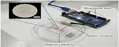 Figure 2. Liver-on-chip containing the Hepg2 cell line, reproduced fromCitation50 with permission from American Chemical Society.