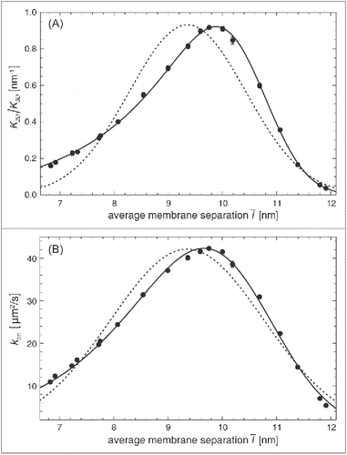 Figure 5. (A) Ratio K2D/K3D of the binding constants of lipid-anchored and soluble receptors and ligands and (B) on-rate constant kon of lipid-anchored receptors and ligands vs. average membrane separation l¯ of 2 membranes with area 14 × 14 nm2 and a single lipid-anchored receptor and ligand in our coarse-grained molecular model. The relative membrane roughness is determined by the membrane area in this system and attains the value ξ⊥=0.54±0.01 nm. The data points result from MD simulations. The full lines in (A) result from a fit of our general theoretical results for K2D/K3D from Eqs. (Equation1(1) K2D=∫K2D(l)P(l)dl(1) ), (Equation7(7) HRL(l, θa)≃kaθa2+12kRL(l/cosθa−L0)2(7) ), and (Equation8(8) K2D(l)=2πc2D∫0π/2e−HRL(l, θa)/kBTsinθadθa(8) ) with fit parameters c2D=480±20 nm2, L0=10.64±0.02 nm, and kRL=7.2±0.7 kBT/nm2 for the anchoring strength ka≃2.5 kBT of our lipid-anchored receptors and ligands. The full lines in (b) result from a fit of our general theoretical results for kon from Eqs. (Equation9(9) HTS(l, θa)≃kaθa2+12kTS(l/cosθa−LTS)2(9) ), (Equation10(10) kon(l)≃2πcon∫0π/2e−HTS(l, θa)/kBTsinθadθa(10) ), and (Equation2(2) kon=∫kon(l)P(l)dl(2) ) with fit parameters con=77±4 μm2/s, LTS=10.63±0.02 nm, and kTS=1.5±0.2 kBT/nm2. The dashed lines represent fits to Eqs. (Equation17(17) K2D=K2DmaxξKξ⊥2+ξK2exp[−(l¯−lK)22(ξ⊥2+ξK2)](17) ) and (Equation18(18) kon=konmaxξkξ⊥2+ξk2exp[−(l¯−lk)22(ξ⊥2+ξk2)](18) ) obtained for the classical Gaussian theory with fit parameters (a) K2Dmax=146±9 nm2, lK=9.36±0.06 nm, and ξK=1.08±0.04 nm and (b) konmax=42.1±1.4 μm2/s, lk=9.35±0.05 nm, and ξk=1.41±0.05 nm.